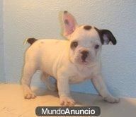 Bulldog Frances machos&hembras disponibles con 2.5 meses