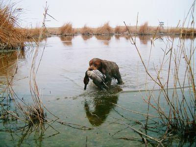 caça d'aquatiques al delta de l'ebre