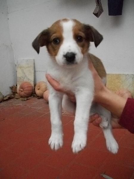 Cachorritos de 1 mes en adopcion