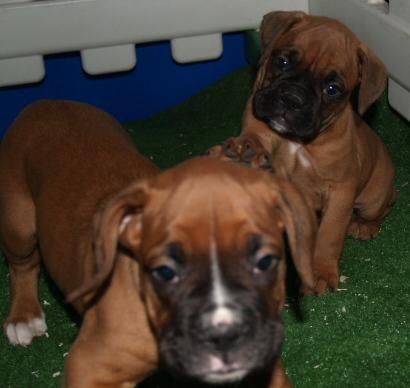 Extraordinarios cachorros de Boxer