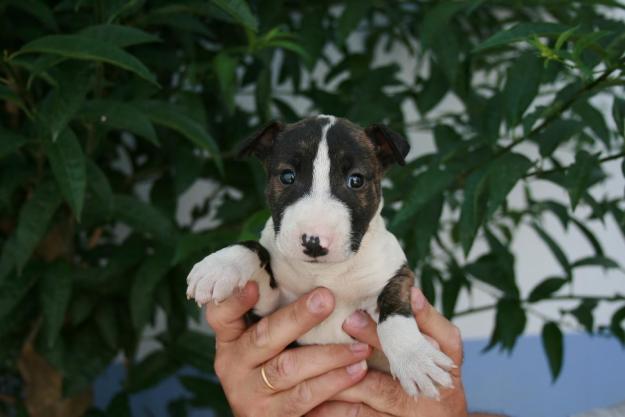 MAGNIFICOS BULL TERRIER CON ESTUPENDOS APLOMOS