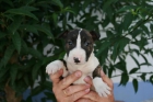 MAGNIFICOS BULL TERRIER CON ESTUPENDOS APLOMOS - mejor precio | unprecio.es