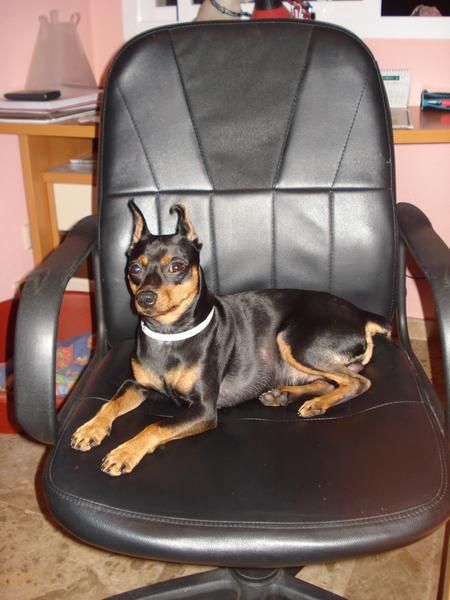 PINSCHER BUSCA NOVIA