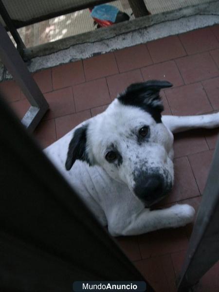 REGALO PERRO mezcla de pontier con husky