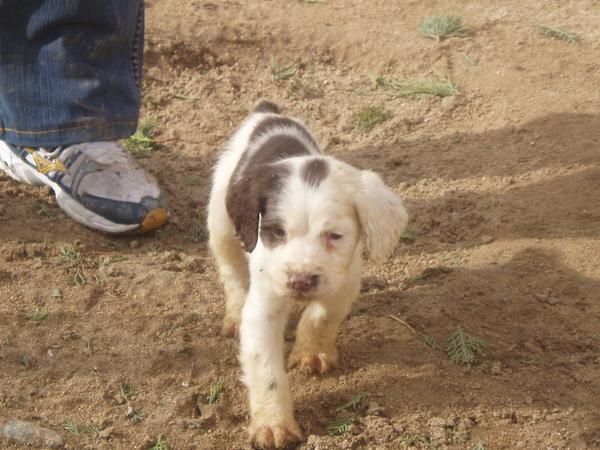 springer  spaniel