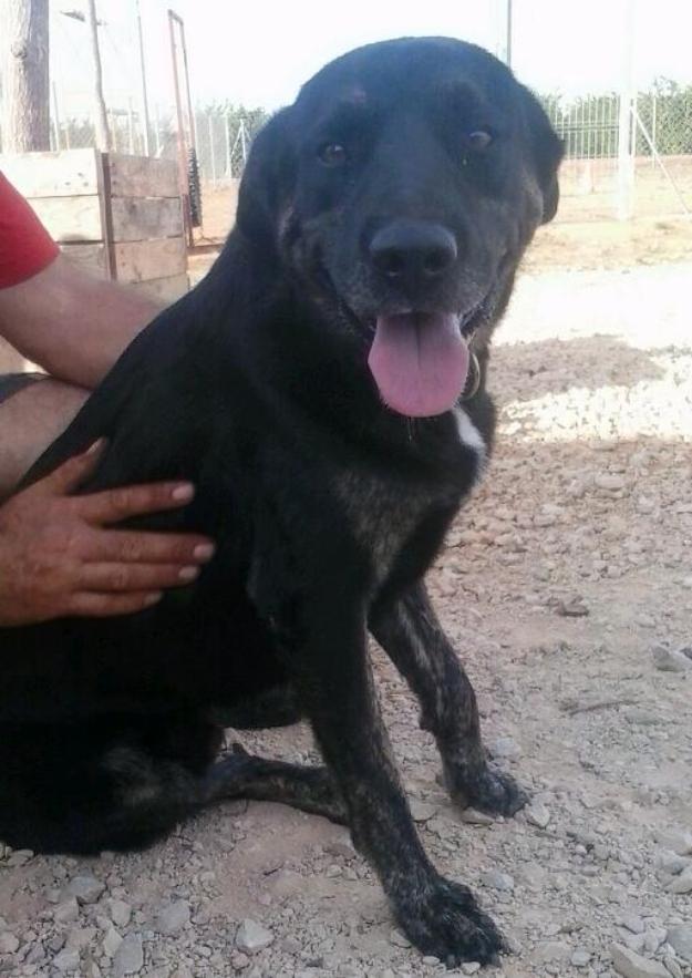 Tom en adopción