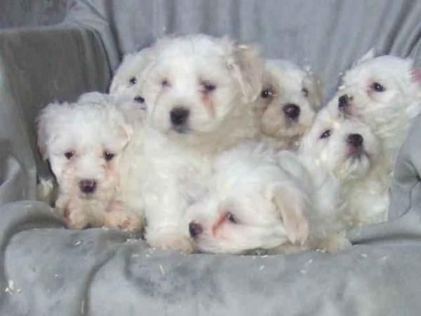 BICHON MALTES , cachorritos