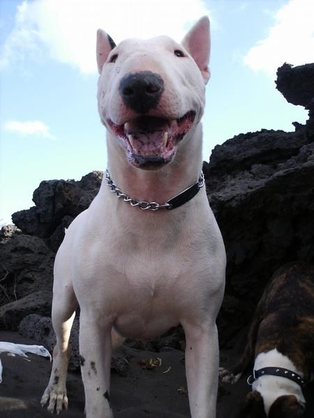 BULL TERRIER BUSCA NOVIO