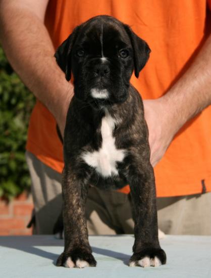 Cachorro de boxer macho atigrado