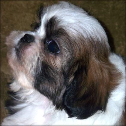 cachorro hembra de Shih Tzu para la Navidad