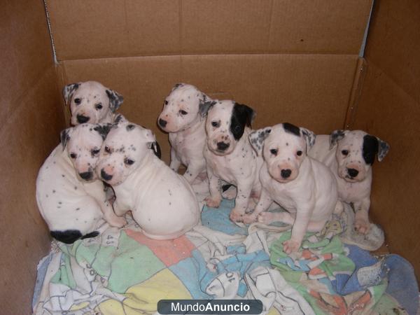 cachorros de pitbull