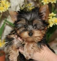 CARAMELS NOIR. YORKSHIRE TERRIER MINI MACHO.