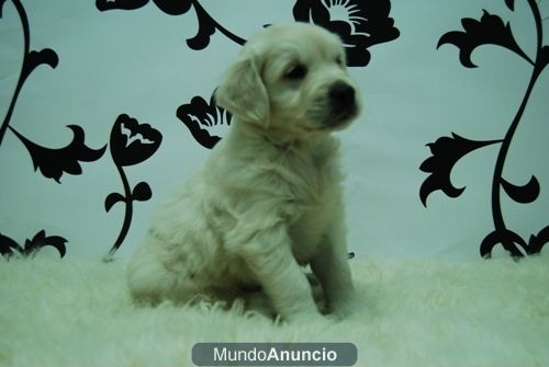 Golden Retriever Excelentes Camada