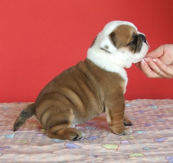 hombres y mujeres cachorros Bulldog Inglés.