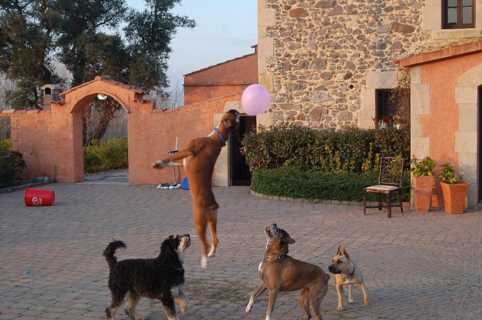 hotel residencia  canina choco can