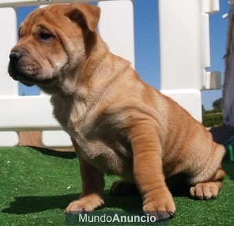 Magnificos cachorros de Shar-pei ¡Garantia veterinaria !