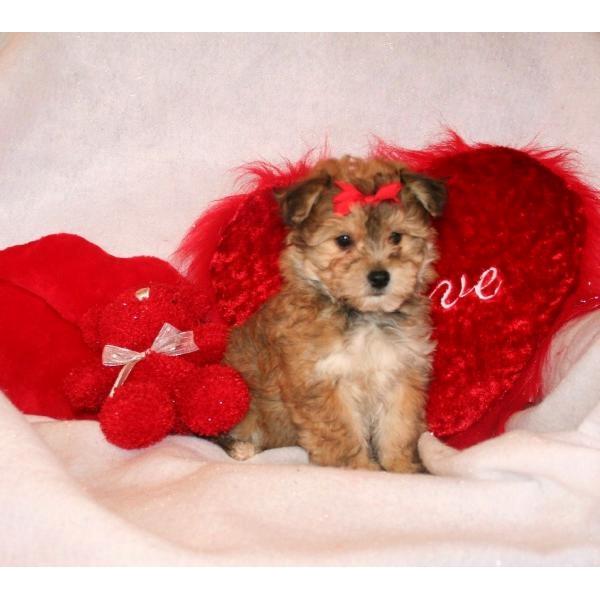 maravilloso cachorro Yorkie listo para un buen hogar