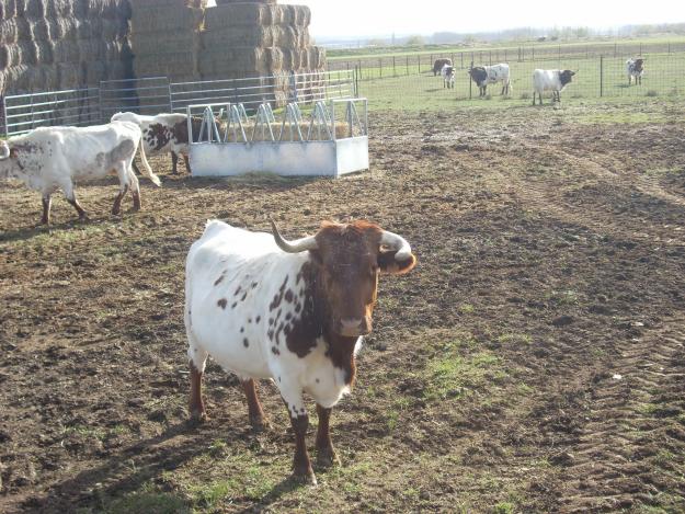 Vacas Berrendas en Colorado