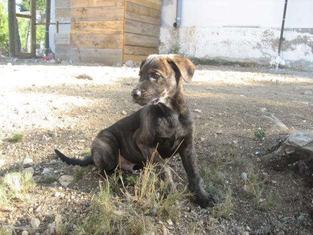 --- CACHORRO 2 meses y medio en adopción ---