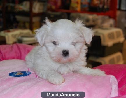 Bichon Maltes 300€