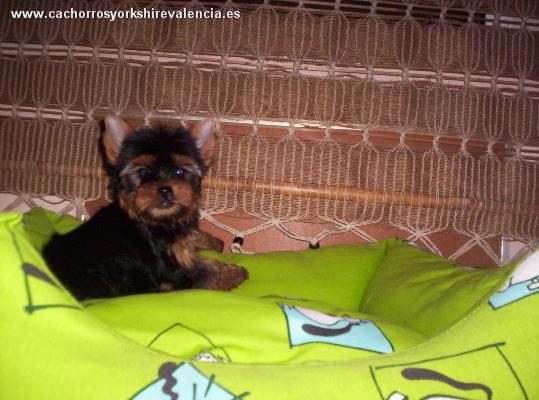 Cachorros de Yorkshire Terrier y otras razas