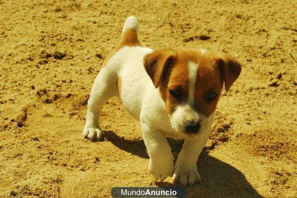 camada de jack russell