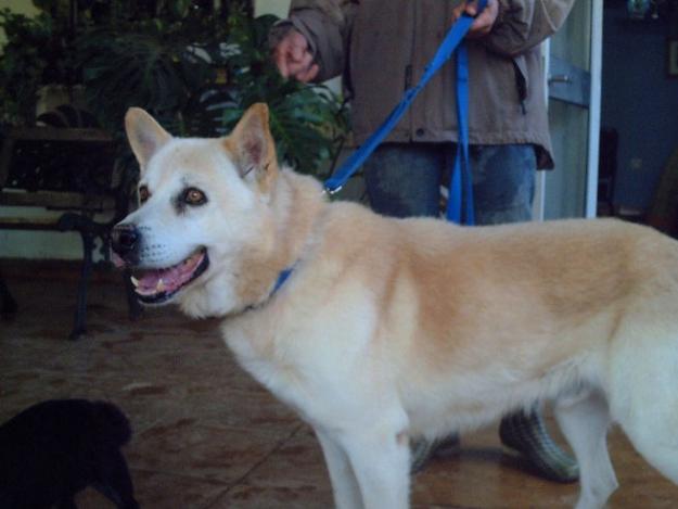 CONO, PRECIOSO CRUCE DE HUSKY EN ADOPCIÓN