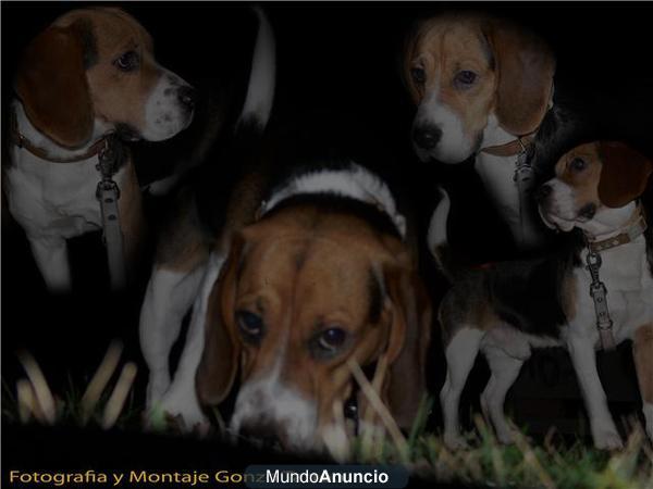 cruzar un beagle