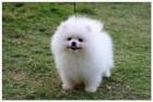 Dos cachorros Pomeranian disponible por 300 . - mejor precio | unprecio.es