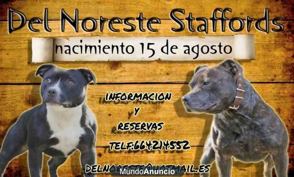 Gran camada staffordshire bull terrier