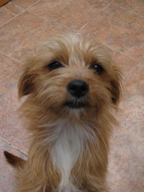 Juliet, cachorrita pequeña cruce de yorki en adopcion