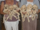 Labradores retriever,cachorros dorados con pedigree. - mejor precio | unprecio.es