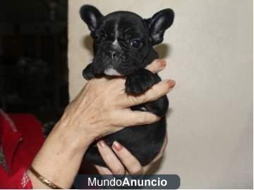 Cachorros bulldog frances talla pequeña.