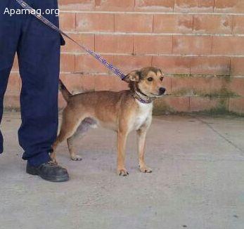 Moby, perro en adopción o acogida