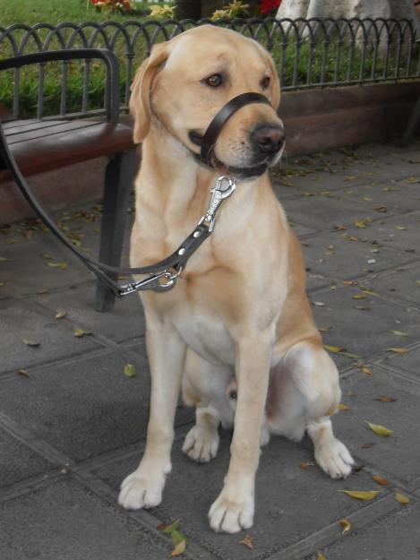 Labrador con pedigrí internacional busca novia