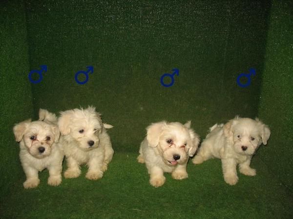 BICHON MALTES 280 euros cachorros preciosos