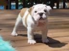 Bulldog Inglés - mejor precio | unprecio.es