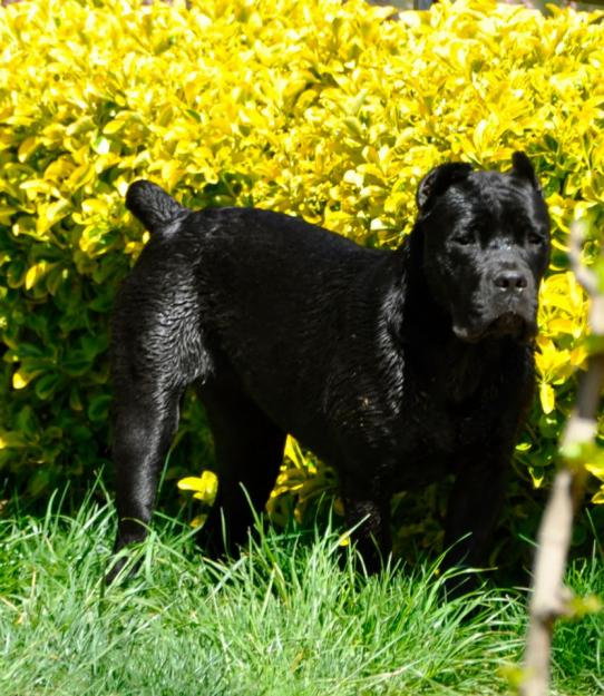 Cane corso Cachorros