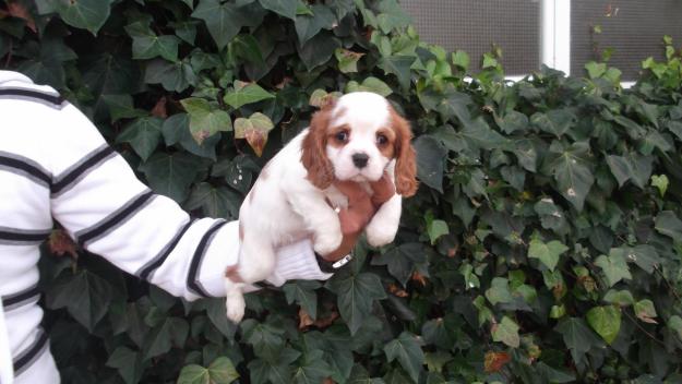 Cavalier king charles spaniel