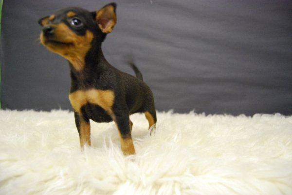 Excelente camada de Pinscher Miniatura con pedigree