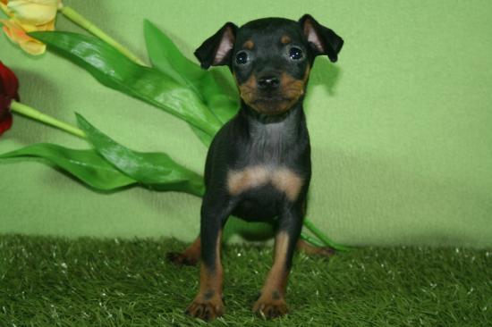 Mini pincher, preciosos cachorros de pura raza