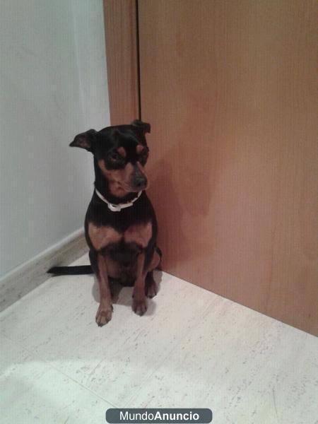 se ofrece pinscher para monta