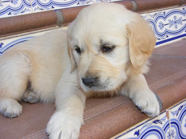 ULTIMA CACHORRITA DE GOLDEN RETRIEVER -300