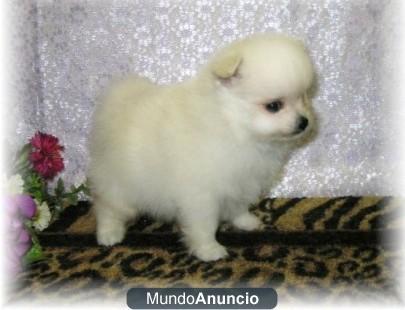 Fantástico cachorro pomeranian