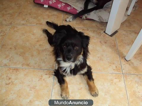 TURCO mini perrito inválido busca acogida/adopción