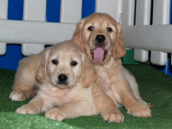 Cachorros de Golden, increibles