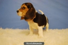 CAMADA DE BEAGLE MACHOS Y HEMBRAS - mejor precio | unprecio.es