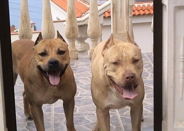 camada de pitbull