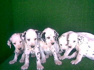 DALMATAS,  preciosos cachorros de dos meses macho y hembra