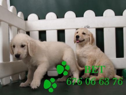 Impresionantes cachorros de  golden